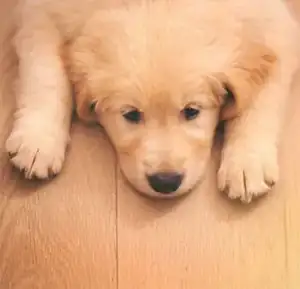 A sleepy golden puppy